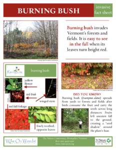 BURNING BUSH  invasive fact sheet  Burning bush invades