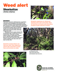 Silene polypetala / Invasive plant species / Ardisia / Ardisia japonica