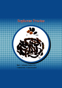 Sophorae Fructus  B 0.5 cm