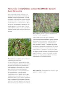 Tavelure du saule (Pollaccia saliciperda) et Maladie du saule due à Marssonina Après un printemps humide, les feuilles et les rameaux du saule sont parfois endommagés par différentes maladies cryptogamiques. En cas d