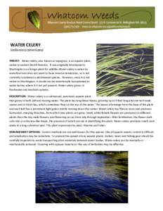 Aquatic plants / Vallisneria / Celery / Flora of the United States / Flora / Botany