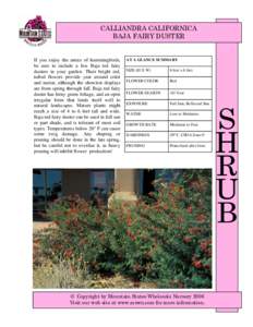 CALLIANDRA CALIFORNICA BAJA FAIRY DUSTER If you enjoy the antics of hummingbirds, be sure to include a few Baja red fairy dusters in your garden. Their bright red,