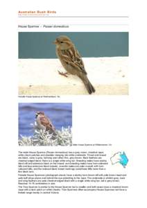 Sparrow / Italian Sparrow / Northern Grey-headed Sparrow / Passer / Passerida / Fauna of Asia