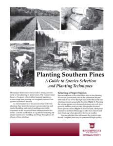 Planting Southern Pines: A Guide to Species Selection and Planting Techniques