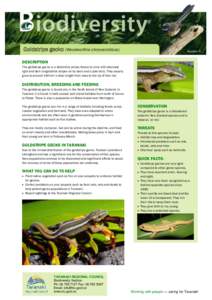 Reptiles of New Zealand / Geckos / Squamata / Gekkonidae / Etheostoma parvipinne