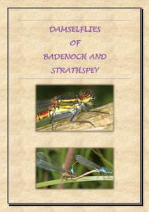 DAMSELFLIES OF BADENOCH AND STRATHSPEY  WHAT IS A DAMSELFLY?