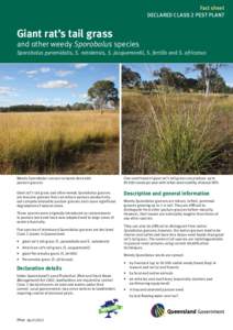 Fact sheet DECLARED CLASS 2 PEST PLANT Giant rat’s tail grass  and other weedy Sporobolus species