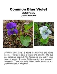 Common Blue Violet Violet Family (Viola sororia)  Common Blue Violet is found in meadows and damp