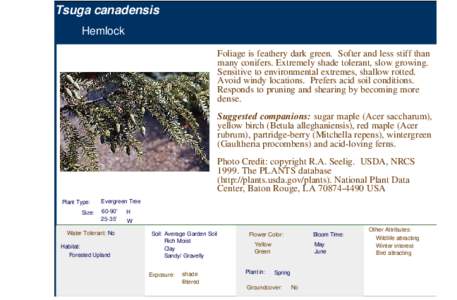 Hemlock (tsuga canadensis)
