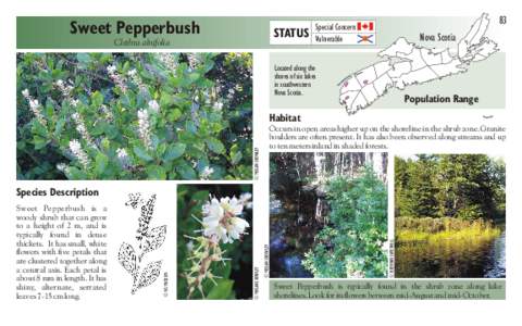 Sweet Pepperbush  STATUS Clethra alnifolia