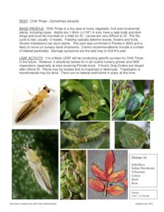 PEST: Chilli Thrips (Scirtothrips dorsalis) BASIC PROFILE: Chilli Thrips is a tiny pest of many vegetable, fruit and ornamental plants, including roses. Adults are 1-2mm (<1/16”) in size, have a pale body and dark wing