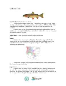 Cutthroat Trout  Scientific Name: Onchorhynchus clarki Onchorhynchus means “hooked nose” (This refers to the hook or “kype” which develops on the lower jaw of breeding males); clarkii is in honor of William Clark