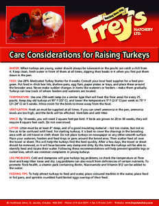 Care Considerations for Raising Turkeys WATER: When turkeys are young, water should always be lukewarm or the poults can catch a chill from it. Keep clean, fresh water in front of them at all times, dipping their beaks i