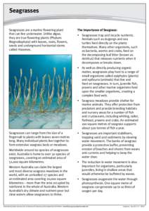 Seagrasses Seagrasses are a marine flowering plant that can live underwater. Unlike algae, they are true flowering plants (Phylum: Magnoliophyta) with leaves, roots, flowers, seeds and underground horizontal stems