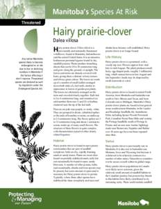 Manitoba’s Species At Risk Threatened Hairy prairie-clover Dalea villosa