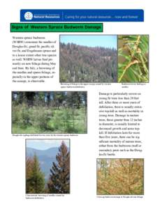 Signs of Western Spruce Budworm Damage Western spruce budworm (WSBW) consumes the needles of Douglas-fir, grand fir, pacific silver fir, and Engelmann spruce and to a lesser extent other tree species as well. WSBW larvae