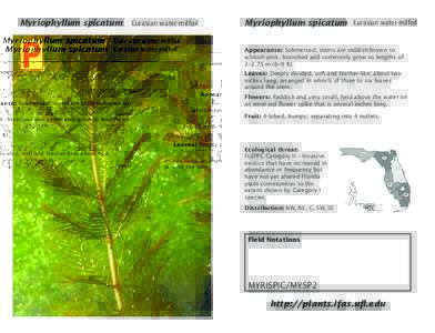 Eurasian water-milfoil Eurasian water-milfoil Myriophyllum Myriophyllum spicatum spicatum