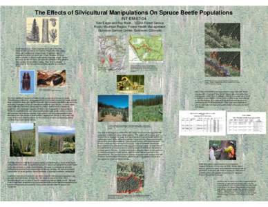 The Effects of Silvicultural Manipulations On Spruce Beetle Populations