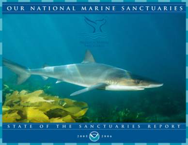 Soupfin Shark in Sun Rays