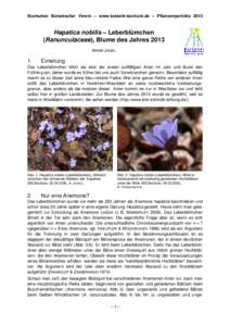 Microsoft Word - Pflanzenportraet_Hepatica_nobilis.doc