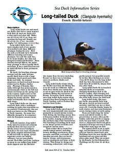 Sea Duck Information Series  Long-tailed Duck (Clangula hyemalis)