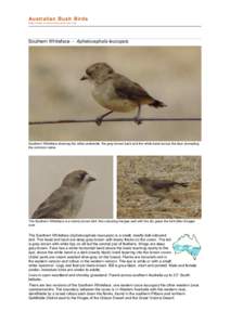 file:///C:/bushbirds-5.0/infa/aphelocephala_leucopsis.html