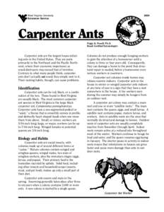 Identification Carpenter ants can be red, black, or a combination of the two. Those found in West Virginia are usually black. The most common carpenter ant species in West Virginia is the large black carpenter ant, Campo