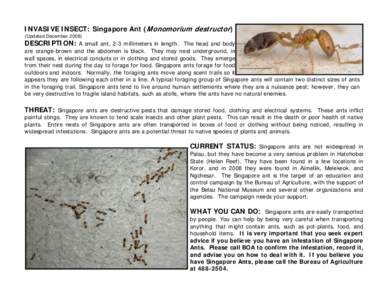 INVASIVE INSECT: Singapore Ant (Monomorium destructor) (Updated DecemberDESCRIPTION: A small ant, 2-3 millimeters in length. The head and body are orange-brown and the abdomen is black. They may nest underground, 