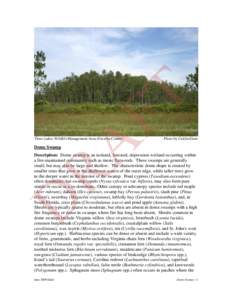 Flooded grasslands and savannas / Everglades / Ecoregions / Pedology / Taxodium distichum / Swamp / Corkscrew Swamp Sanctuary / Taxodium / Cypress / Florida / Conservation / Flora of the United States