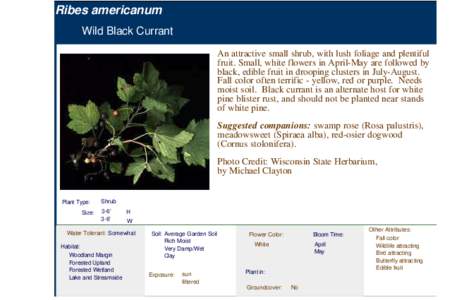 Wild Black Currant (ribes americanum)