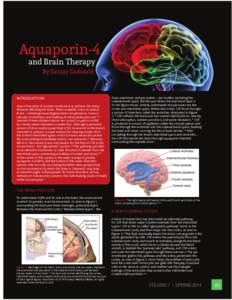 Aquaporin-4 and Brain Therapy By Sanjay Gadasalli INTRODUCTION One of the tasks of modern medicine is to address the many