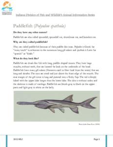 Indiana Division of Fish and Wildlife’s Animal Information Series  Paddlefish (Polyodon spathula) Do they have any other names? Paddlefish are also called spoonbill, spoonbill cat, shovelnose cat, and boneless cat. Why