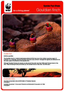 Species Fact Sheet:  Gouldian finch © Sarah Pryke  Gouldian finch