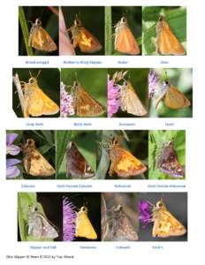 Thorybes pylades / Thorybes bathyllus / Troy / Hobomok / Skipper / Shively / Hobomok Skipper / Zabulon Skipper / Lepidoptera / Atalopedes campestris / Hesperiinae