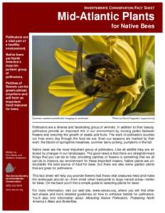 INVERTEBRATE CONSERVATION FACT SHEET  Mid-Atlantic Plants for Native Bees Pollinators are a vital part of