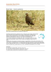 Birds of Western Australia / Phasianidae / Odontophoridae / Old World quail / New Zealand Quail / Galliformes / Coturnix / Quails