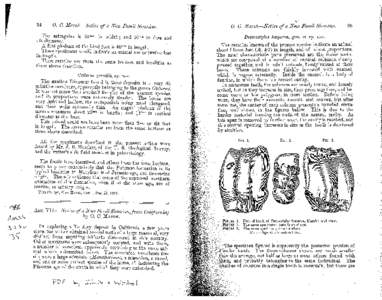 Phanerozoic / Coelurus / Desmostylus / Biology / Jurassic dinosaurs / Human anatomy / Tooth