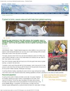 Pushed to brink, swans rebound with help from global warming — The Daily Climate
