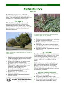 NOXIOUS WEED BULLETIN — HARPERS FERRY TREE COMMITTEE  ENGLISH IVY Hedera helix English ivy (Hedera helix) and Irish ivy (H. hibernica or H. helix hibernica) are very similar