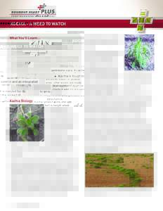 Pesticides / Plants / Acetic acids / Garden pests / Amaranthaceae / Herbicide / Glyphosate / Weed control / Bassia scoparia / Dicamba / Monsanto / Tumbleweed