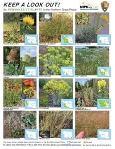 Invasive plant species / Linaria dalmatica / Plantaginaceae / Dipsacus laciniatus