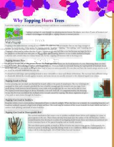 Why Topping Hurts Trees Learn why topping is not an acceptable pruning technique and discover recommended alternatives. Topping is perhaps the most harmful tree pruning practice known. Yet, despite more than 25 years of 