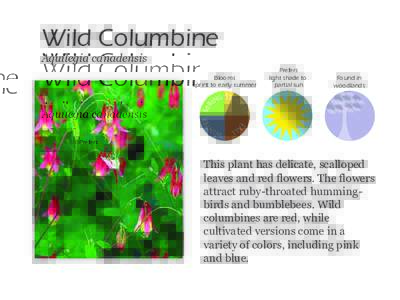 Wild Columbine Aquilegia canadensis Blooms sprint to early summer