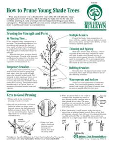 from the  How to Prune Young Shade Trees What you do to your tree in the first few years of its life will affect its shape, strength, and even its life span. After selecting the right tree for the site and 	 carefully pl