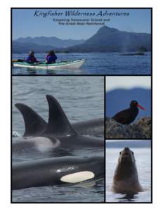 Killer whale / Predators / Central Coast of British Columbia / Humpback whale / Whale / Johnstone Strait / Port McNeill /  British Columbia / Sea kayak / Megafauna / Zoology / Biology