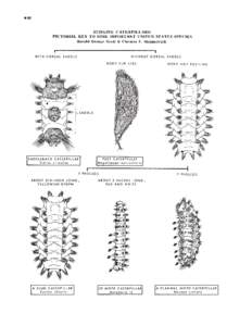 .96  STINGING CATERPILLARS: PICTORIAL KEY T.O SOME IMPORTANT UNITED STATES SPECIES
