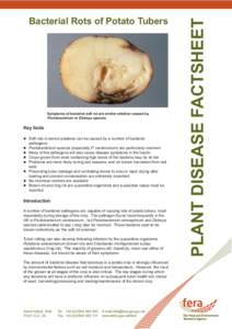 Symptoms of bacterial soft rot are similar whether caused by Pectobacterium or Dickeya species Key facts  Soft rots in stored potatoes can be caused by a number of bacterial