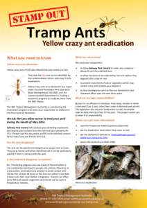 Yellow crazy ant eradication What you need to know We need your cooperation:  Yellow crazy ant infestation