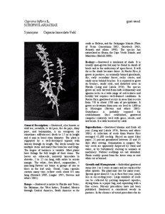 Capraria biflora L. SCROPHULARIACEAE Synonyms: