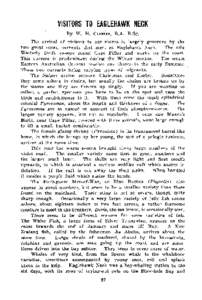 VISITORS TO EAGlEHAWK NECK By W. H. CLEMER, B.A. B.Sc. The arrival 0f visitors to our shores is largely governed by the two great ocean currents that meet at Eaglehawk Neck. The cold Westerly Drift sweeps round Cape Pill